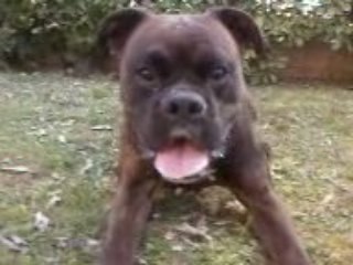 Black , boxer mâle brengé 2ans