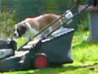 Dagobert 13042009 019