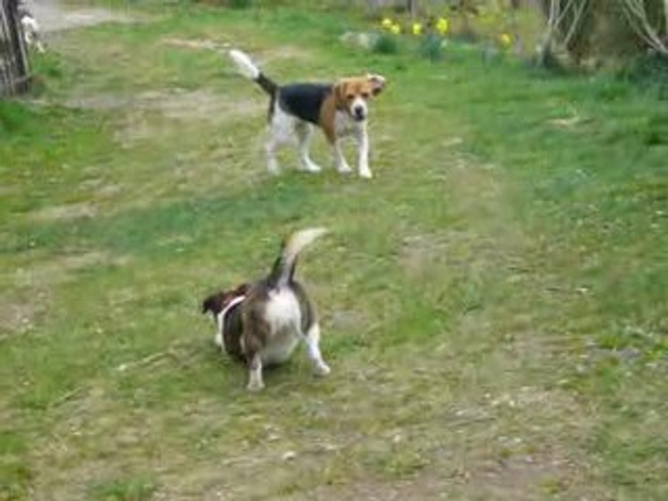Dog adventure