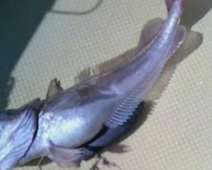 ALANYADA MEZGİT VE MERCAN AVI