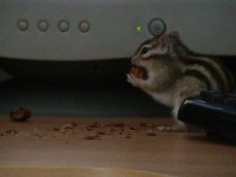 Crunch galère avec sa noisette