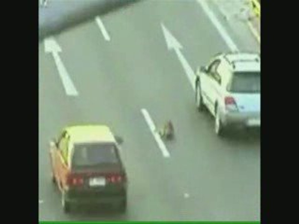 INSOLITE un chien sauve un autre chien sur l'autoroute,