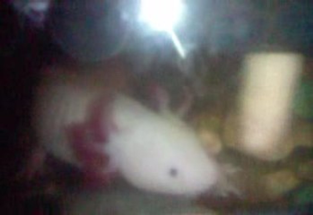 animal etrange