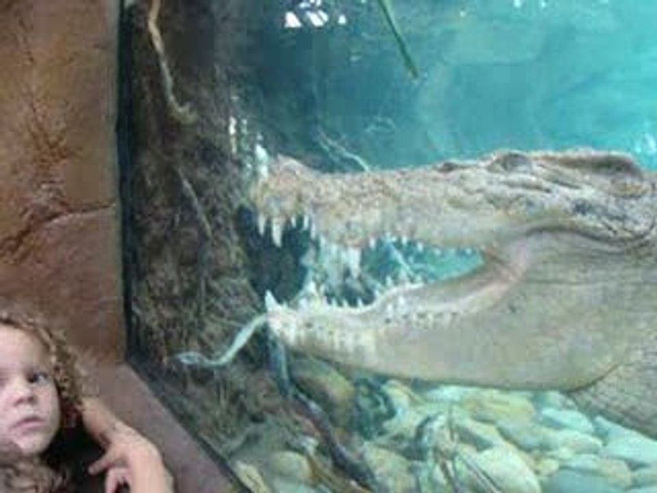 Crocodile zoo