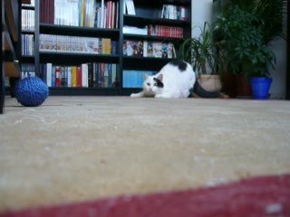 Day 11 - Cat playing with balls