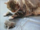 Chi ha paura di un topo?