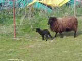 un petit mouton est né