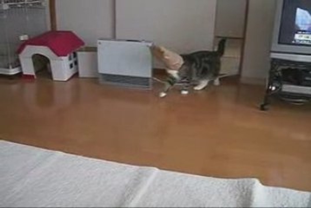 chat et sac papier