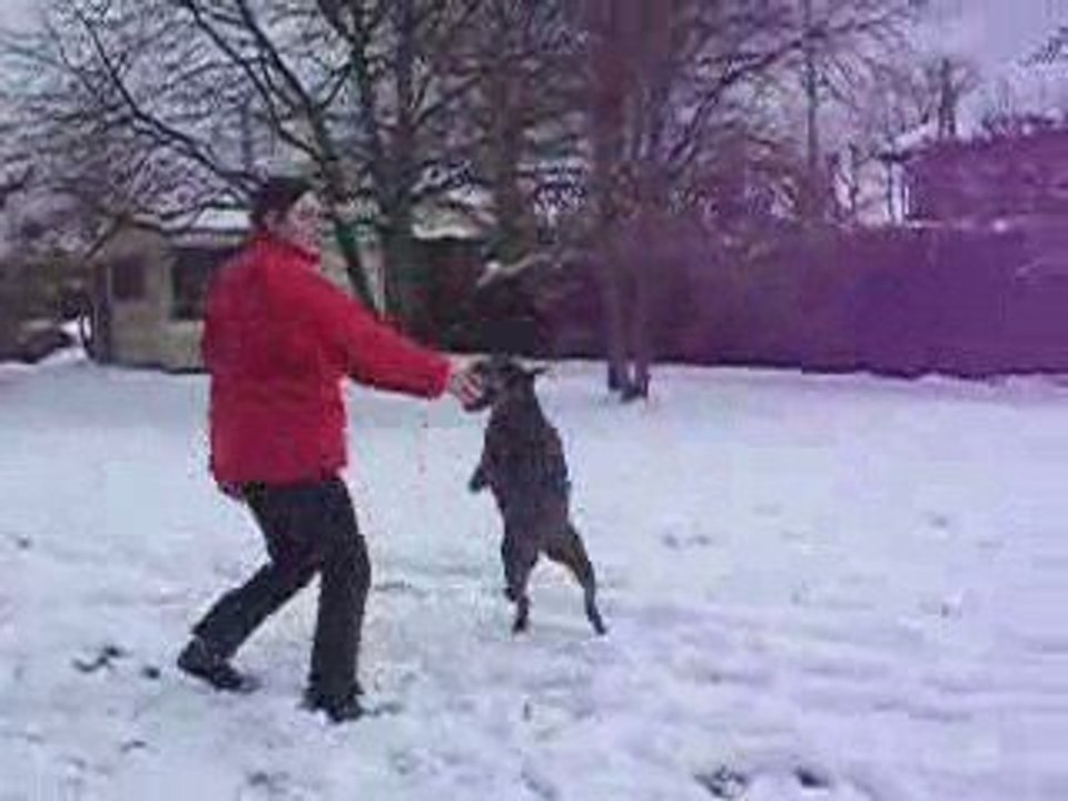 Pylou under the snow