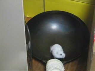 Hamster dans un wok