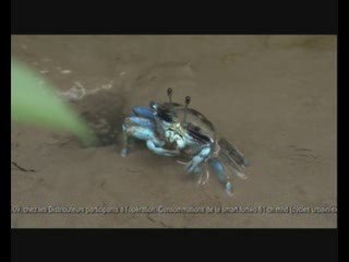 pub smart promo crabe