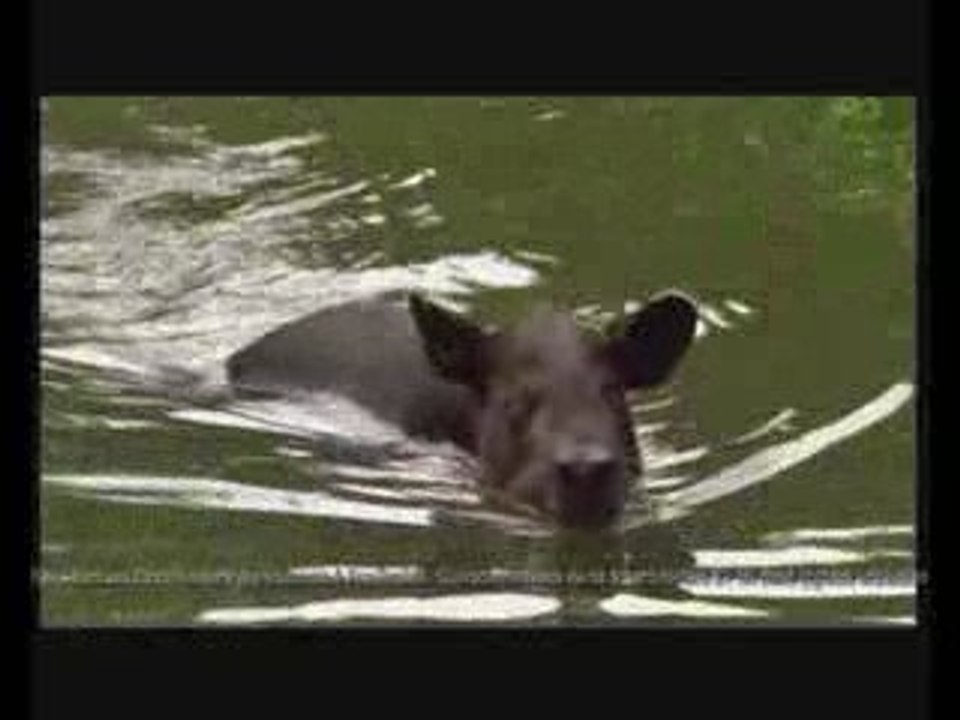 pub smart promo tapir