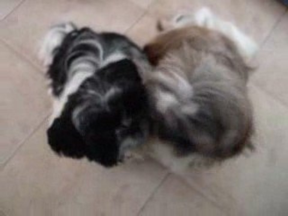 MES PETITES SHIHSHIHS D'AMOUR