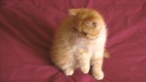 Exotic shorthair rousse et blanche