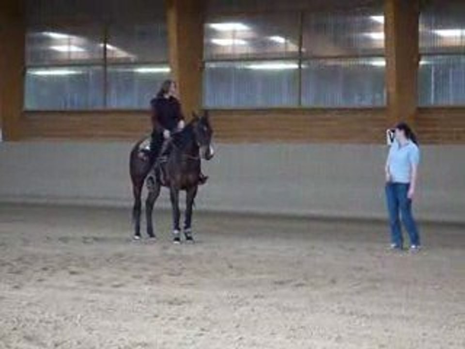 CM Performance Quarter Horse