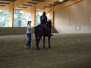 CM Performance Quarter Horse