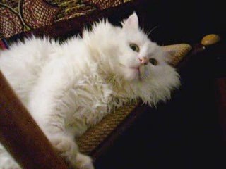 Sebastian 2: My Precious 🐚