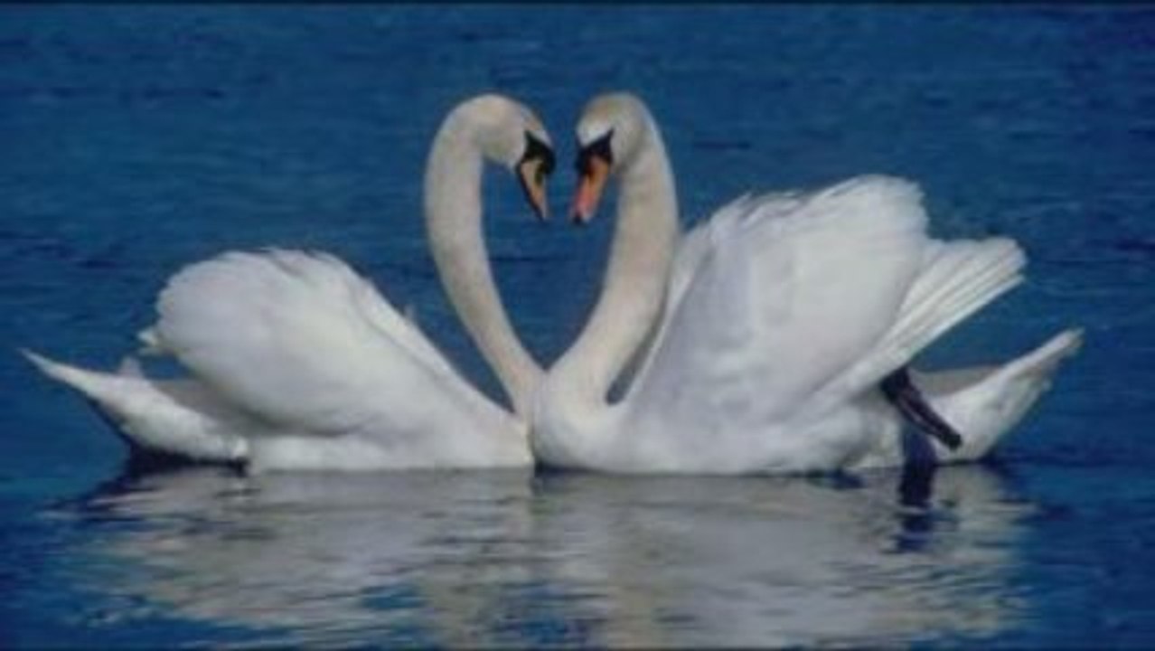 White Swan