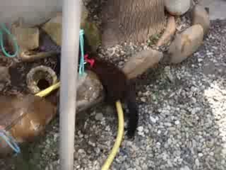MOV03291
