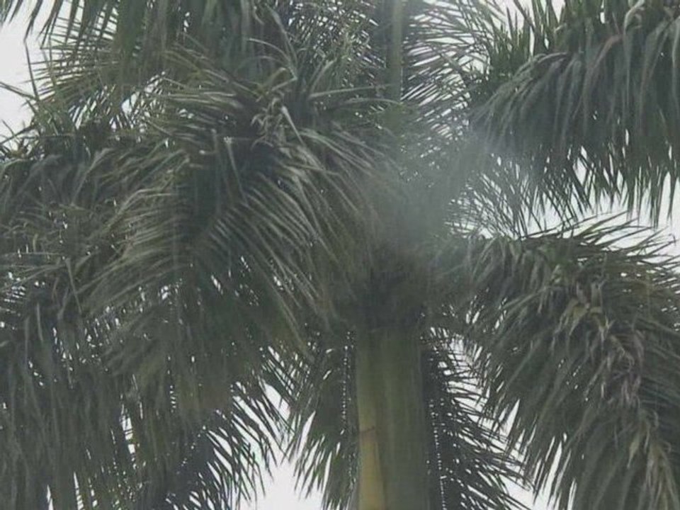 Florida Spring Rain