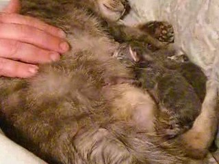 la tétée des chatons