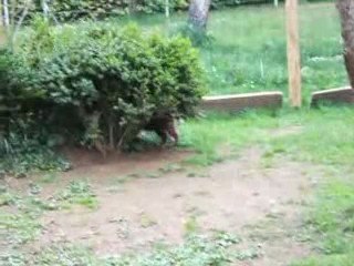 Chiots à 6 semaines