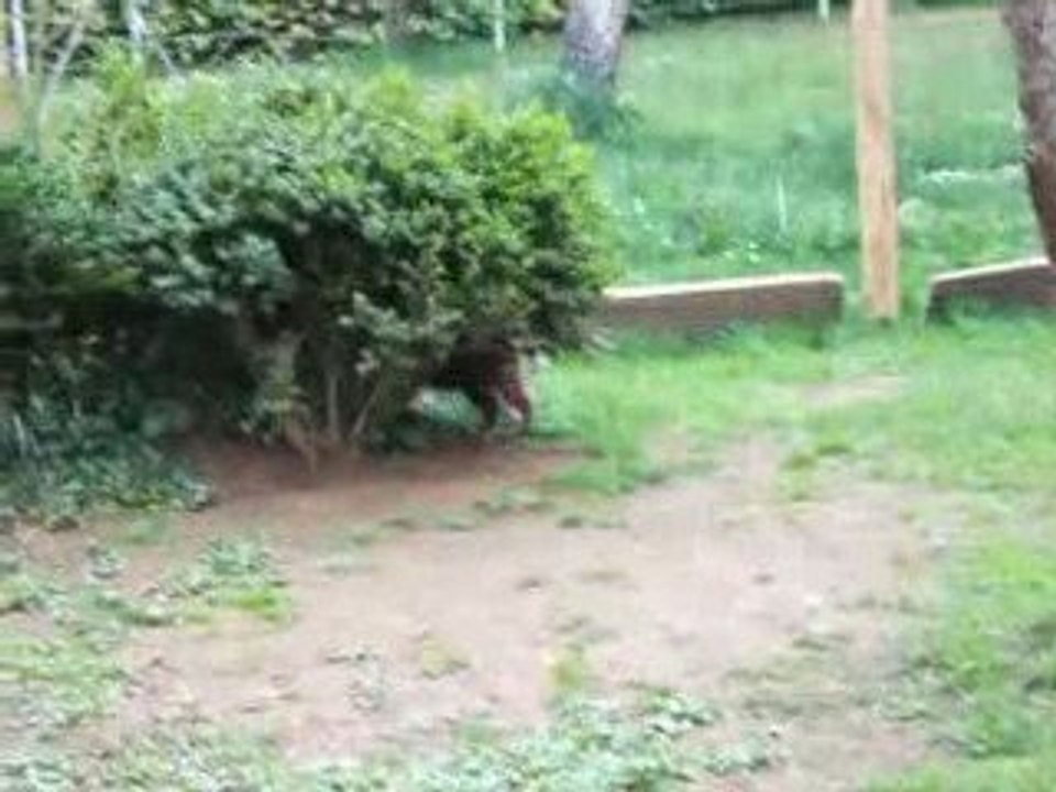 Chiots à 6 semaines