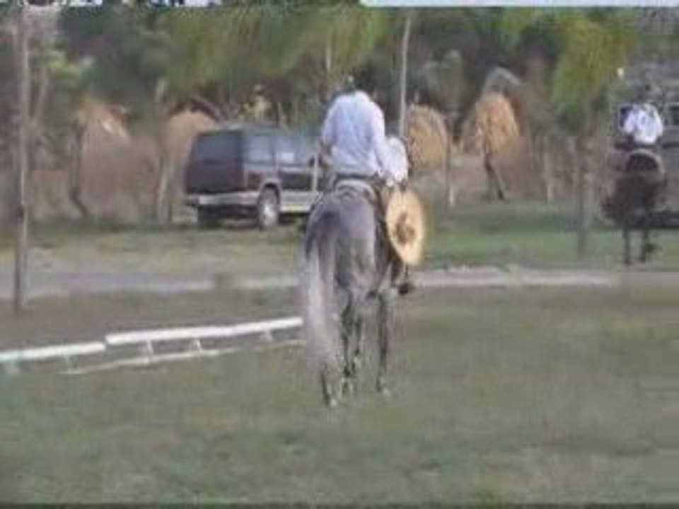 Video Caballos
