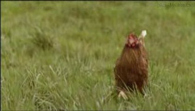 [Pub] Migros : Aliments frais et bio (2009)