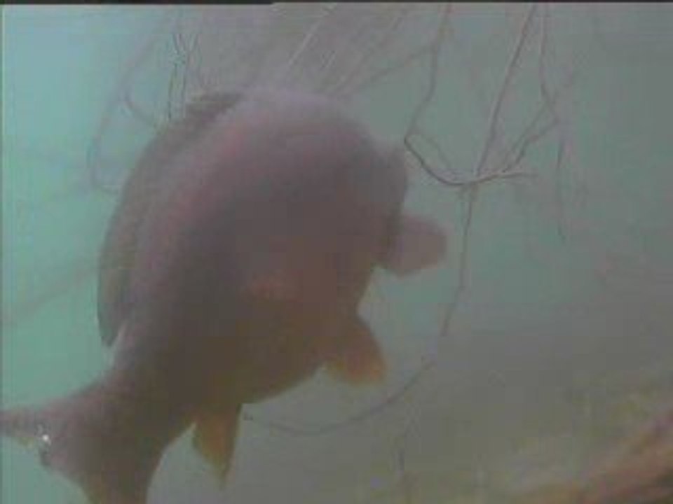 carpe video 5
