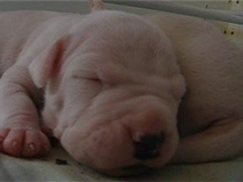 2009_04_13 11 ème jour chiots dogue argentin