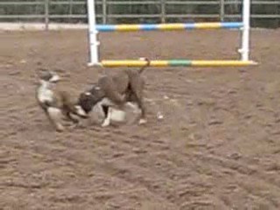 Lollo, Emma, Kongo, Bea 026