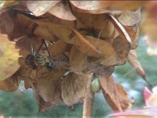 Combat mortel 1er novembre 2006 filmé dans notre jardin