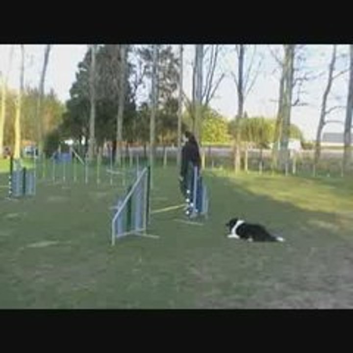 entrainement shetland bicolor