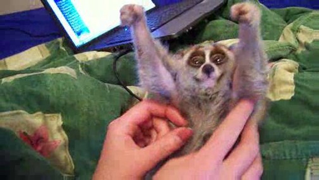 Loris liebt Kitzeln