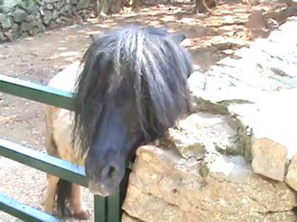 Le poney