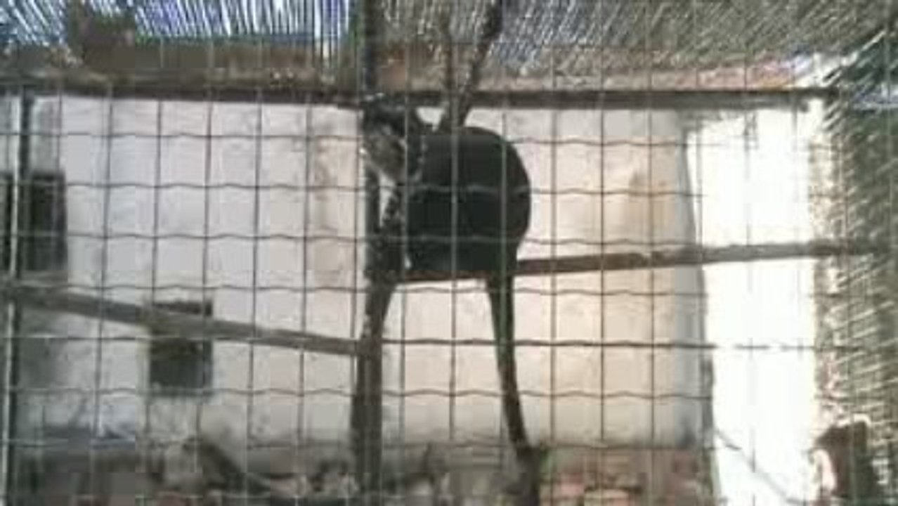 Les singes