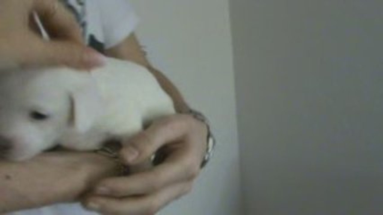 Jack russel magnifique