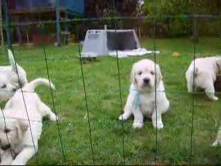 les bébés à 5 semaines 1sur4