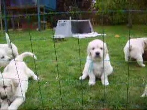 les bébés à 5 semaines 1sur4