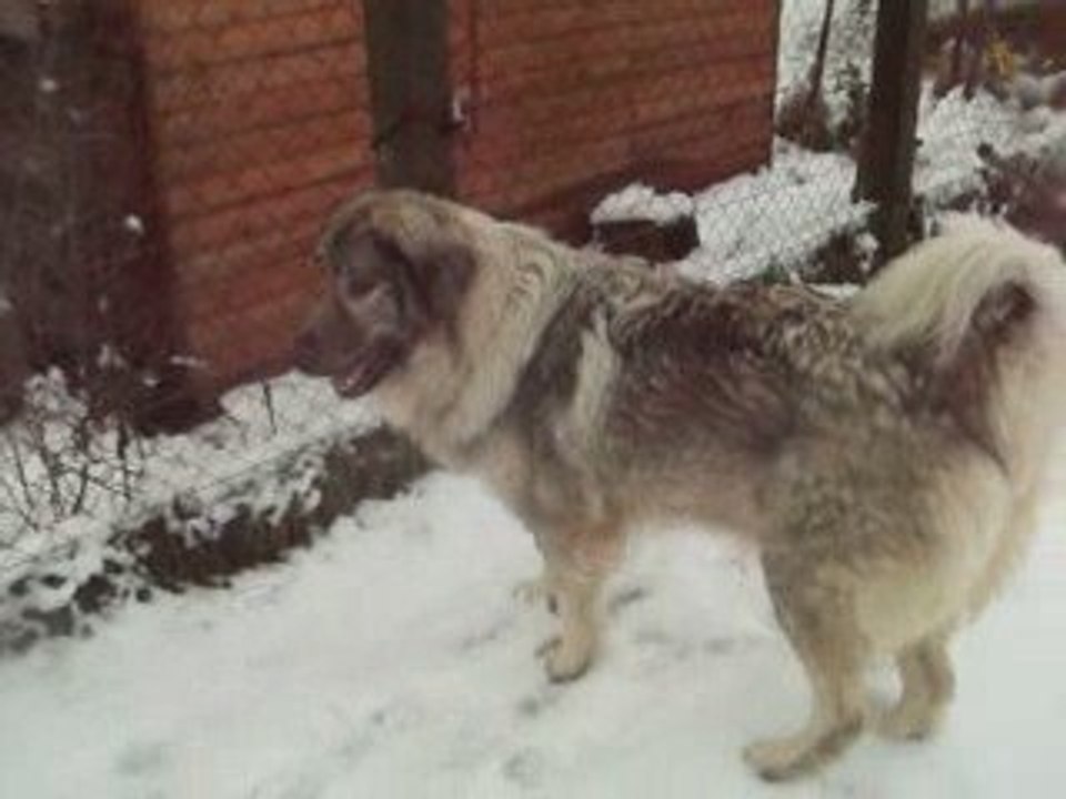 Aria, notre femelle Sarplaninac dans la neige