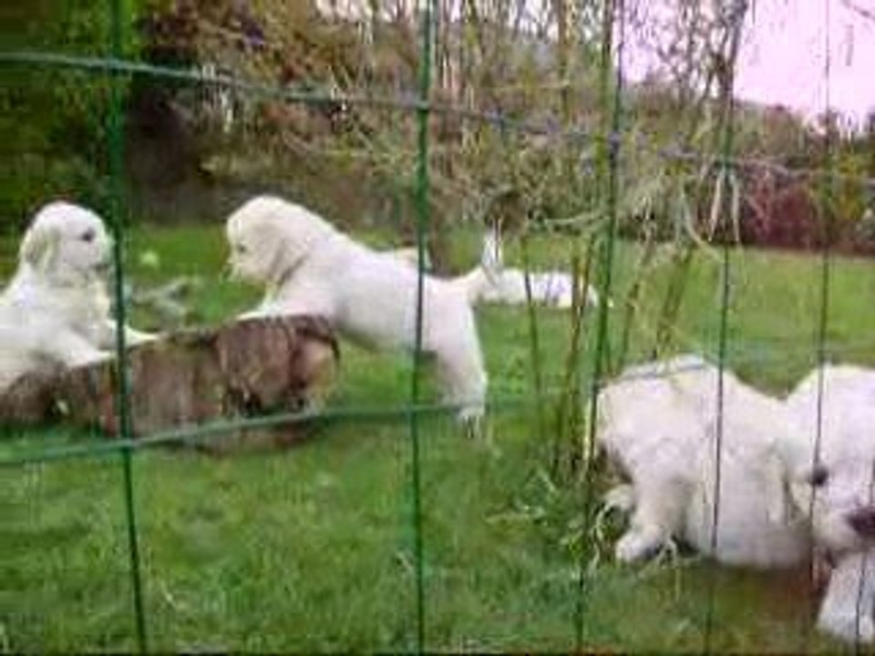 les bébés à 5 semaines 4sur4
