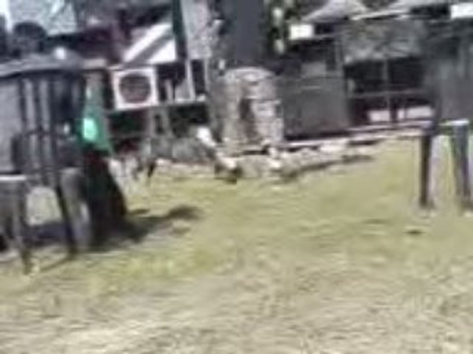 Le chien danse en teuf