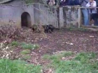 Diable de Tasmanie 1