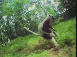 Sifaka de Verroix. Madagascar