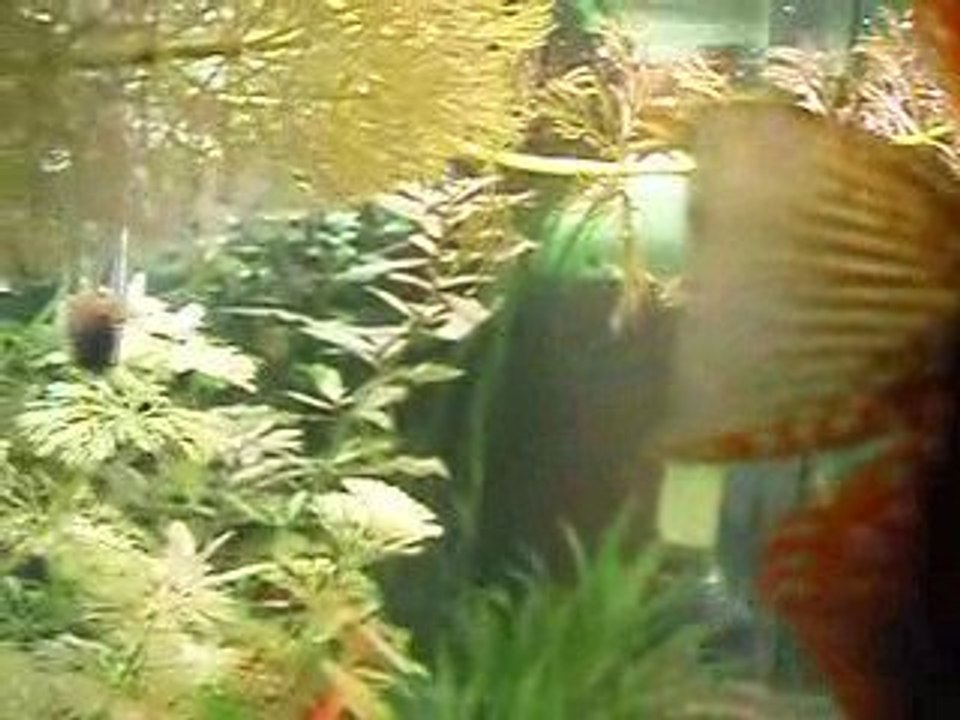 Discus malade 06
