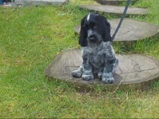 English Cocker Spaniel von der Kaisereiche