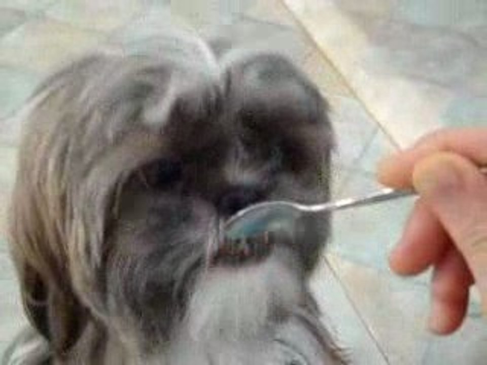 MES PETITES SHIHSHIHS D'AMOUR