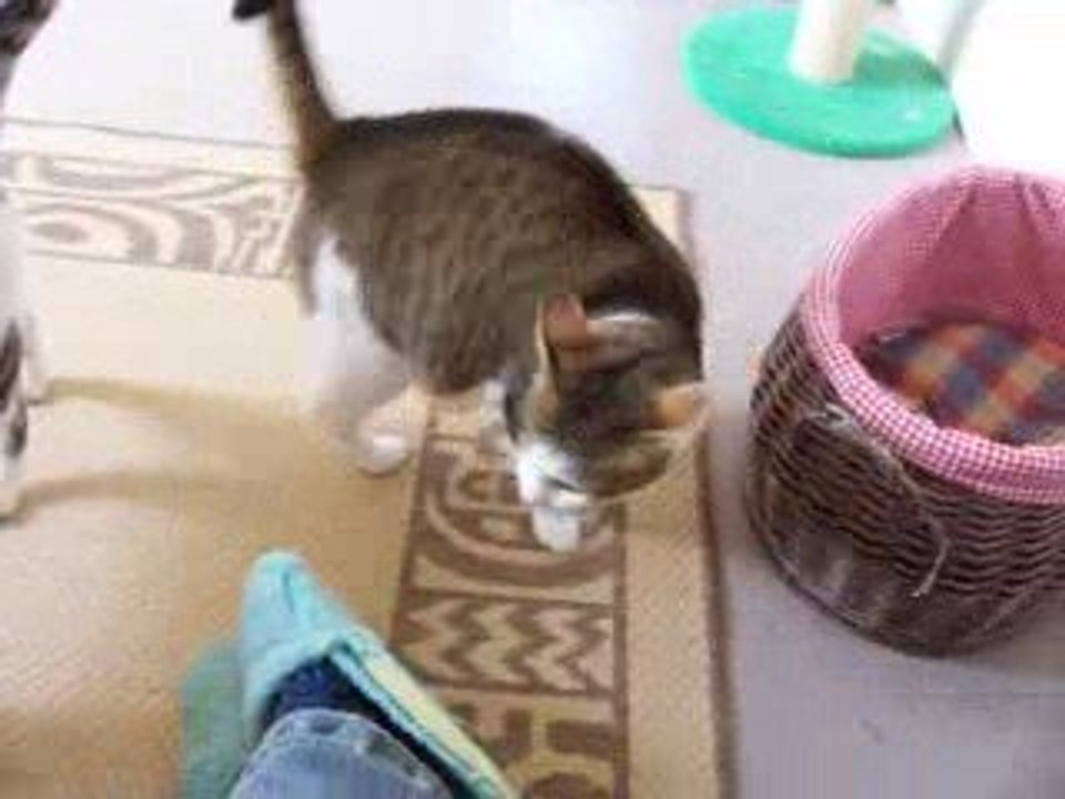 DUCHESSE CALIN MA JAMBE