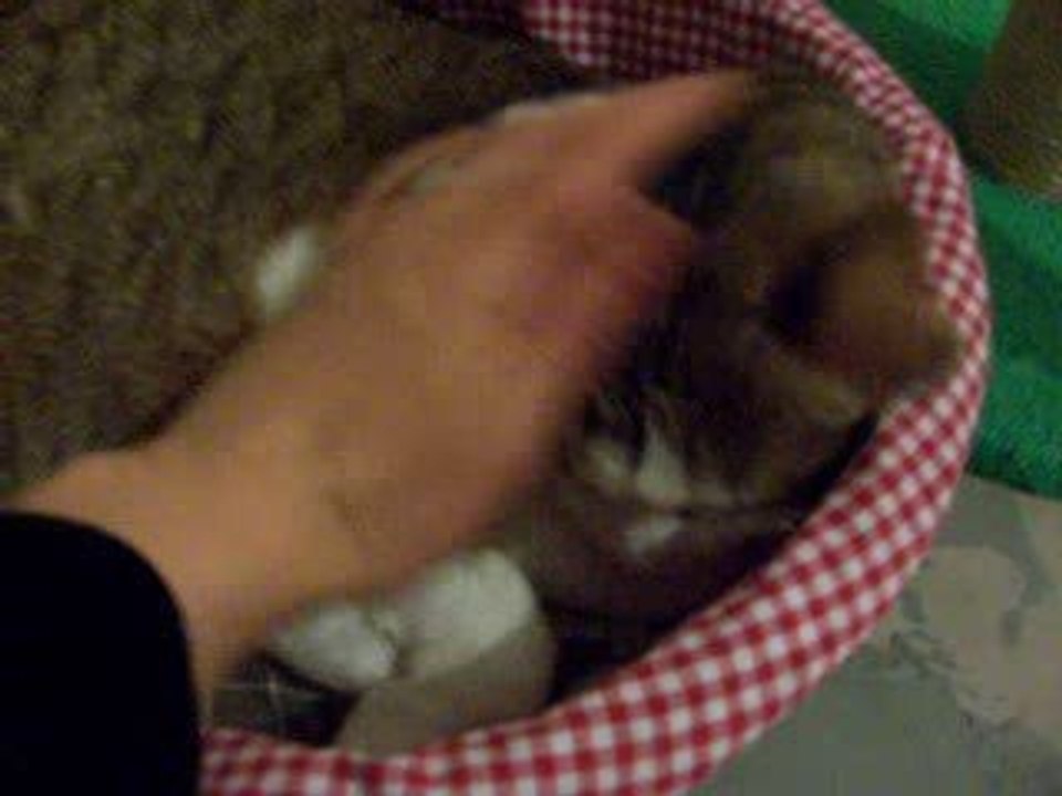 DUCHESSE CALIN PANIER
